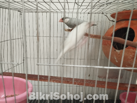 এক জোড়া জাভা পাখি বিক্রয়